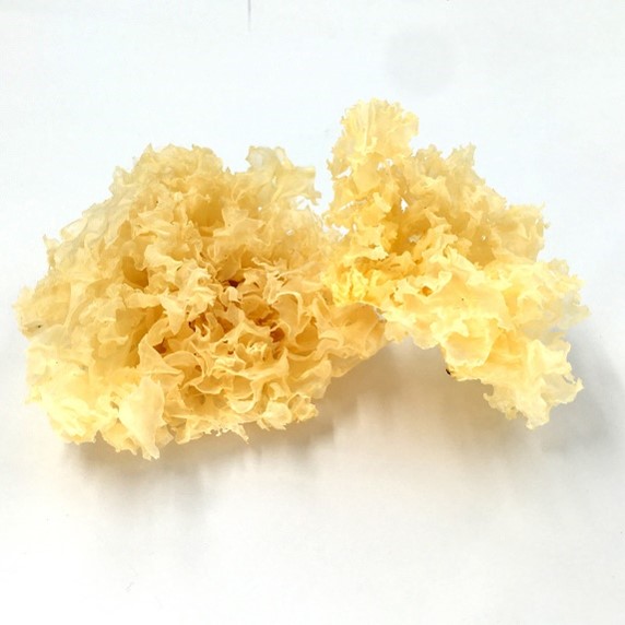 Dried white fungus 2.jpg